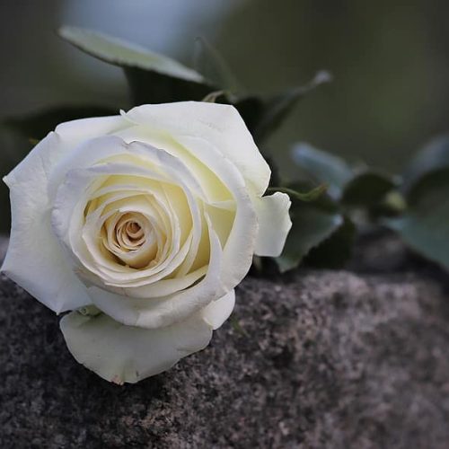 single-white-rose-purity-symbol-condolence-loving-memory-mood-grey-gravestone-nature-outdoor